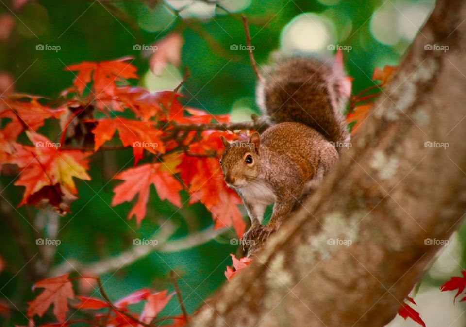 Squirrel in a tree in the autumn