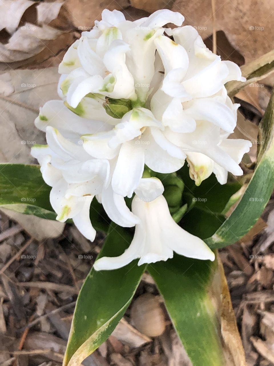 White pretty flower