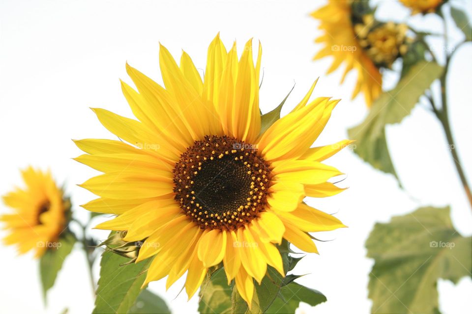 portrait of a sunflower