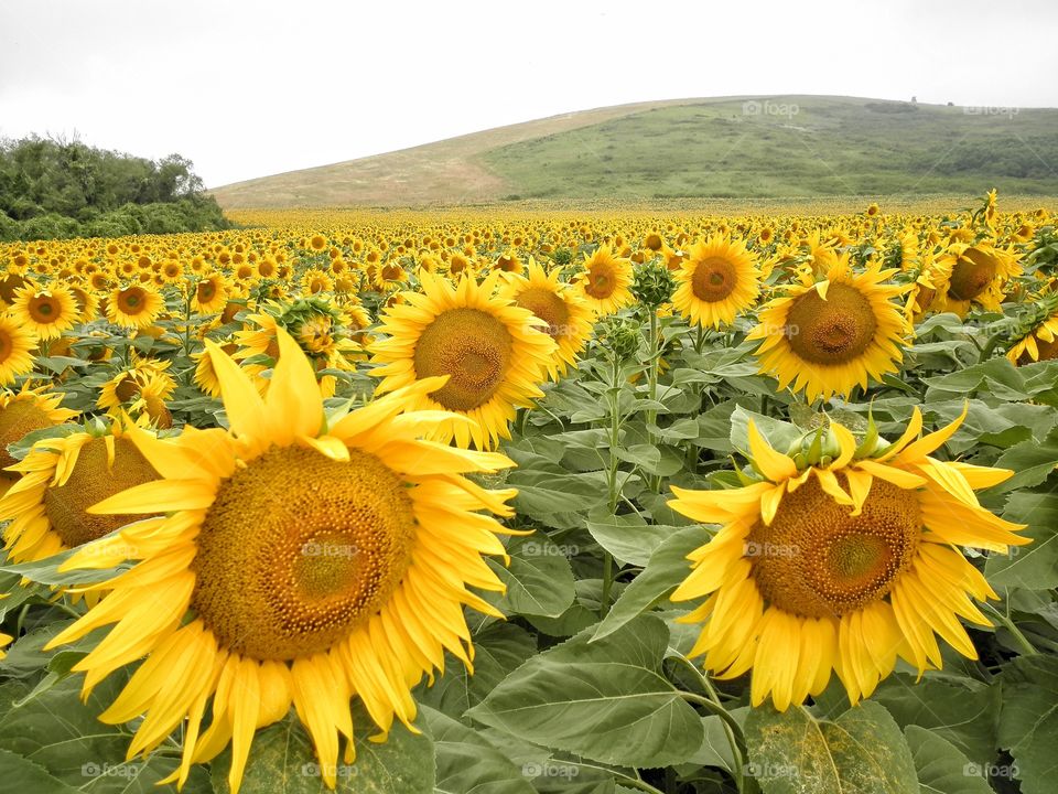 Sunflower fields