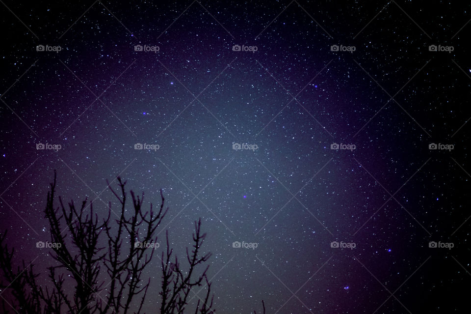 A tree without foliage against the background of the night black and starry sky.