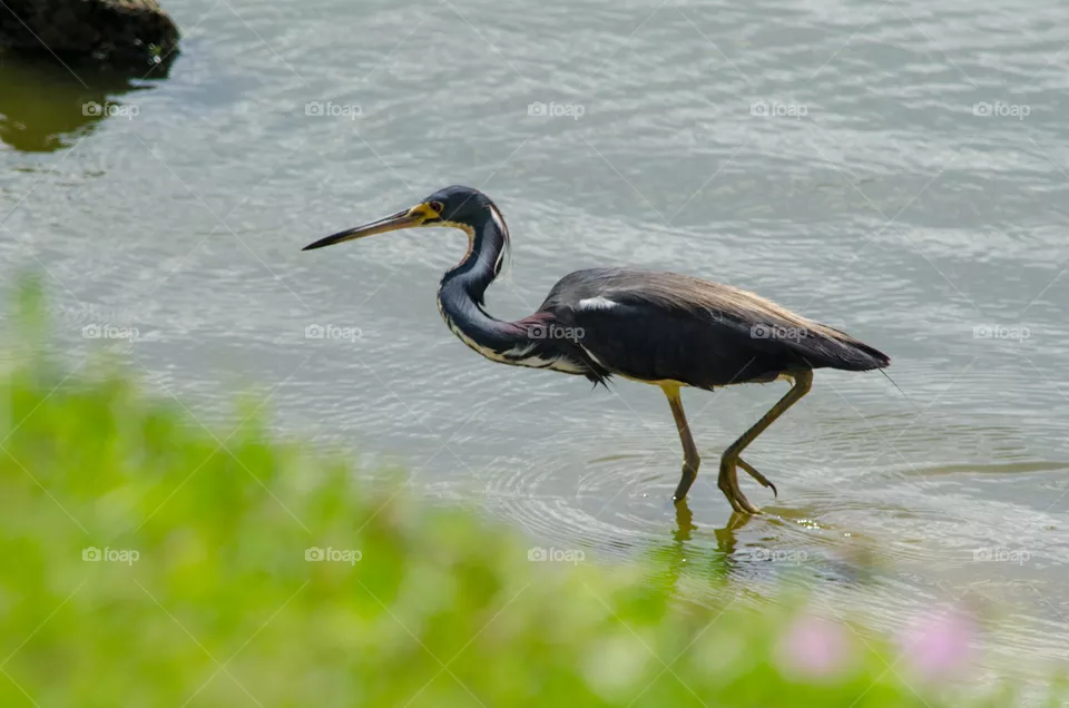 herron