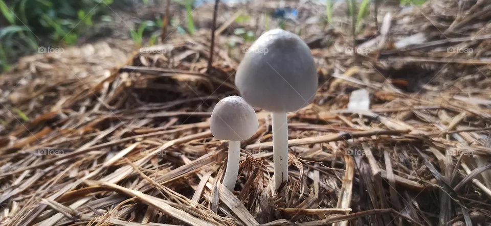 Mashroom