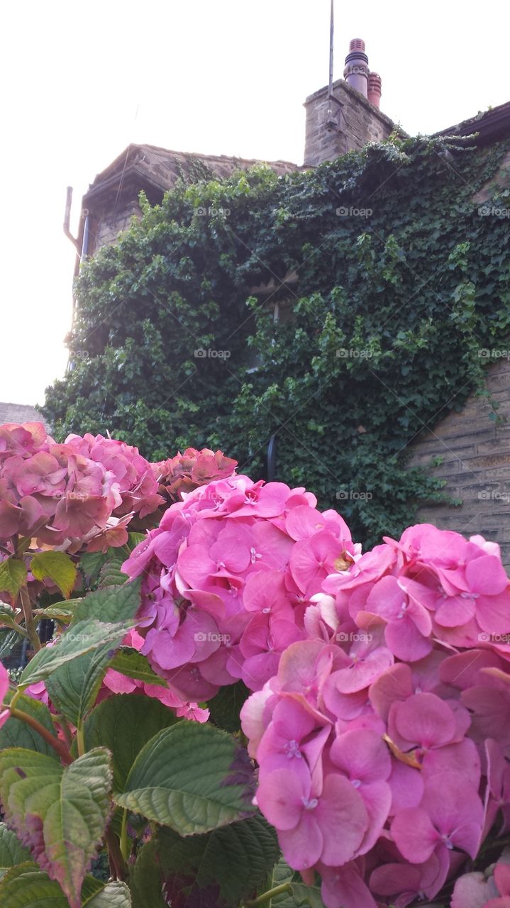 Hydrangea Blooms in Fall