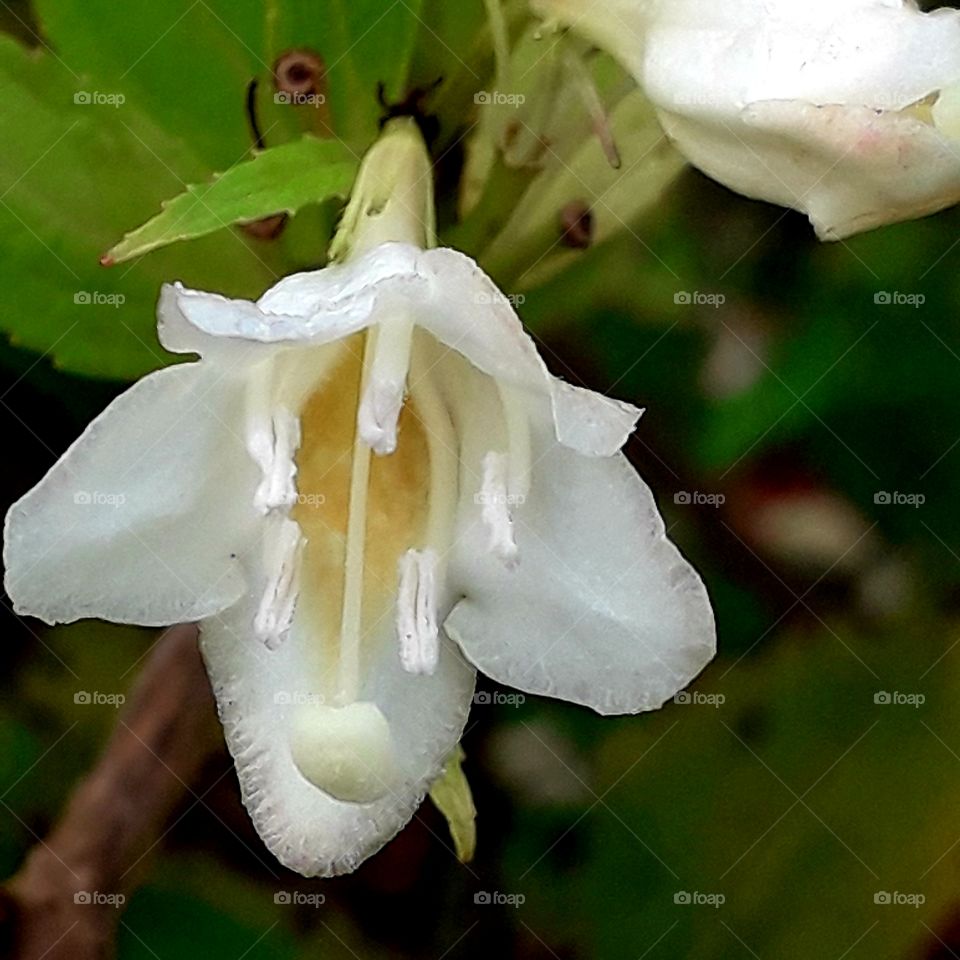 autumn garden  - close up of white weigela flower