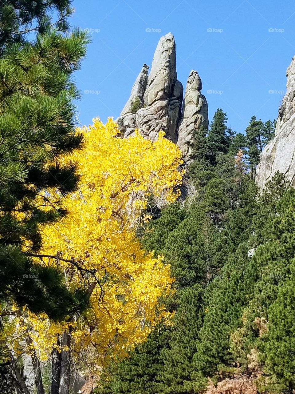 Black Hills