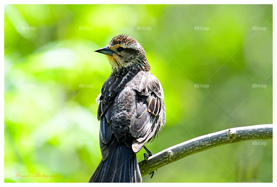 wood pewee