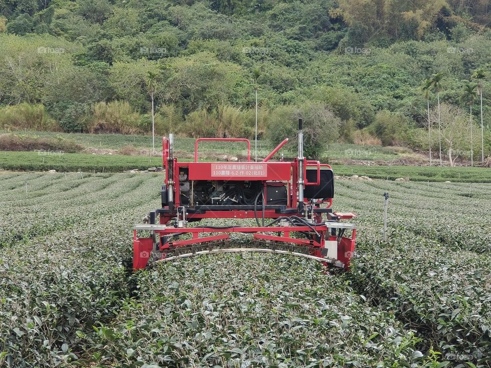 Tea picking machines in Luye Township, Taitung County