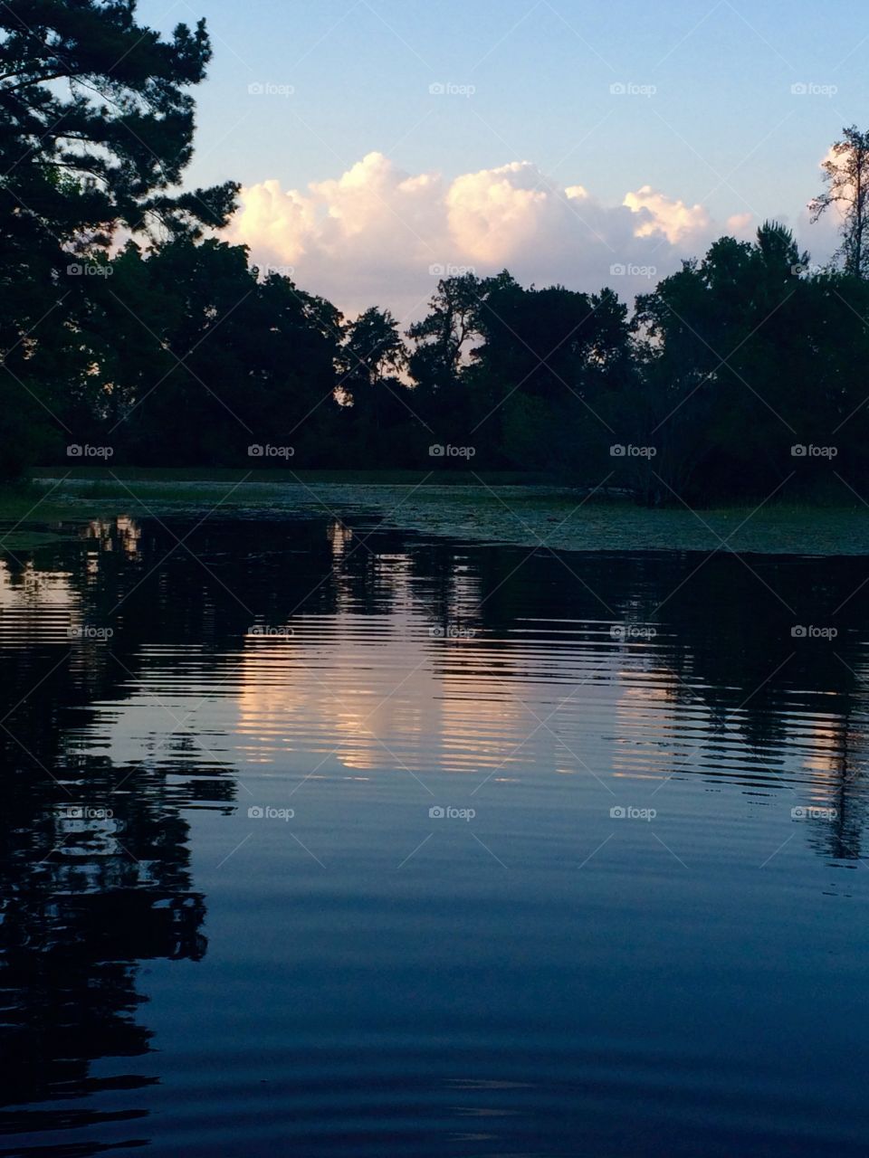 Pond life. Reflection and shadows 