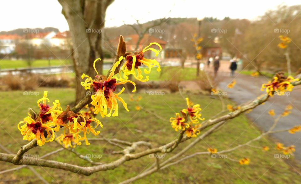 Witch  hazel