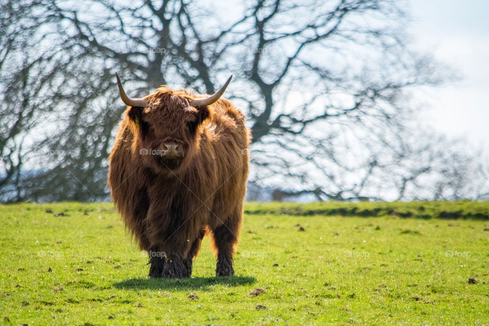 highland cow standing in field in summer