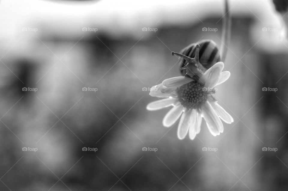 Monochrome, Nature, Flower, No Person, Blur