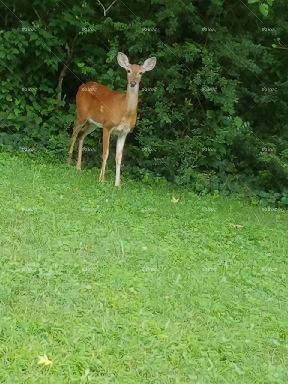 Deer in my backyard!