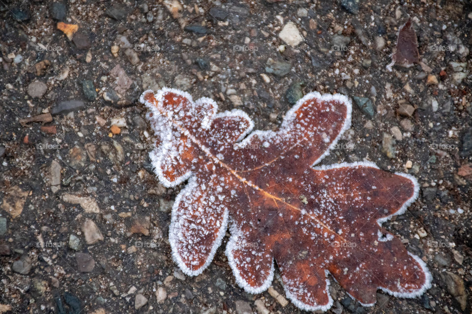 A Withered Oak Leaf Laying on the Ground