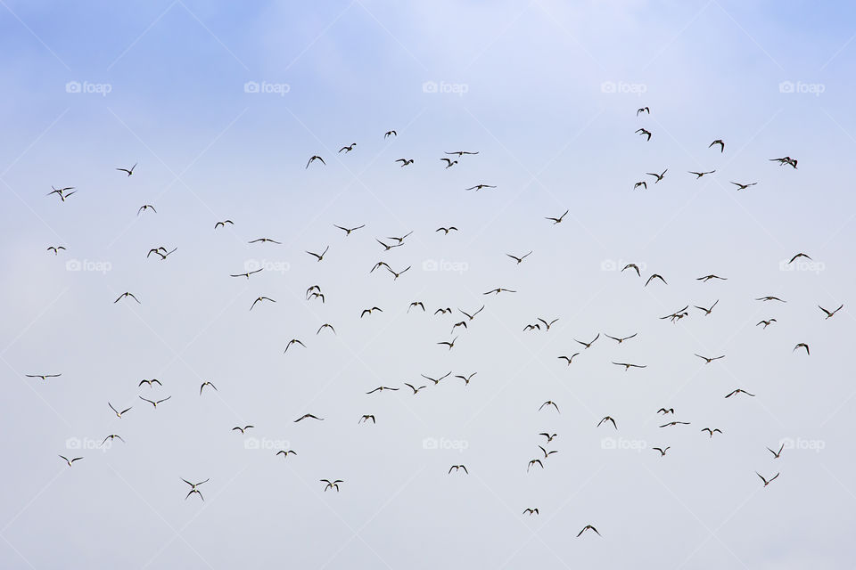 Flocks of birds flying in the sky.