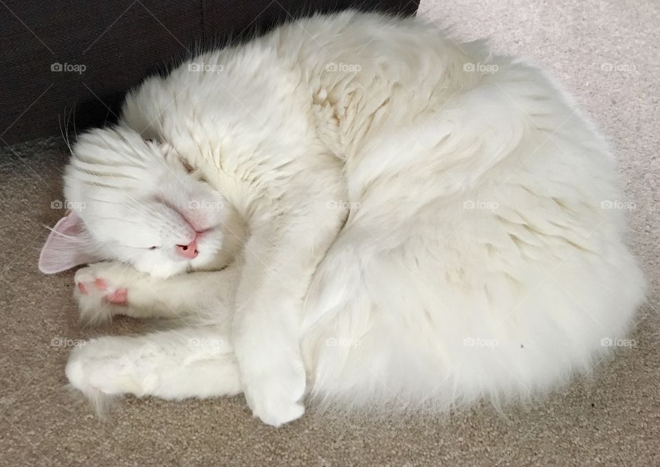 White cat, rolled up asleep. Sleeping kitty, cat yoga. Pink nose and toe beans. Can my head touch my feet. 