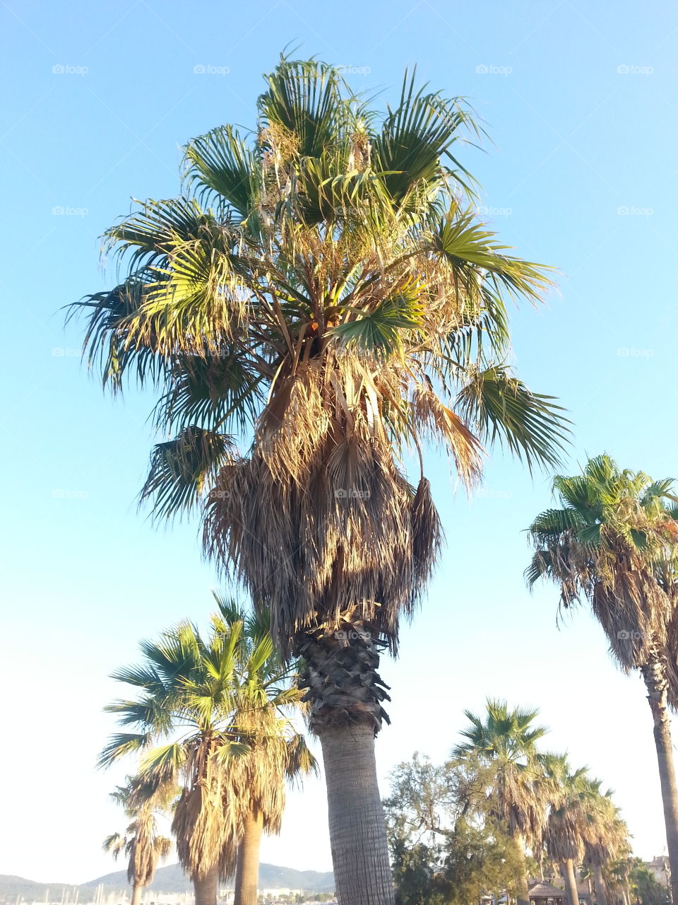 Palmtrees Saint Tropez