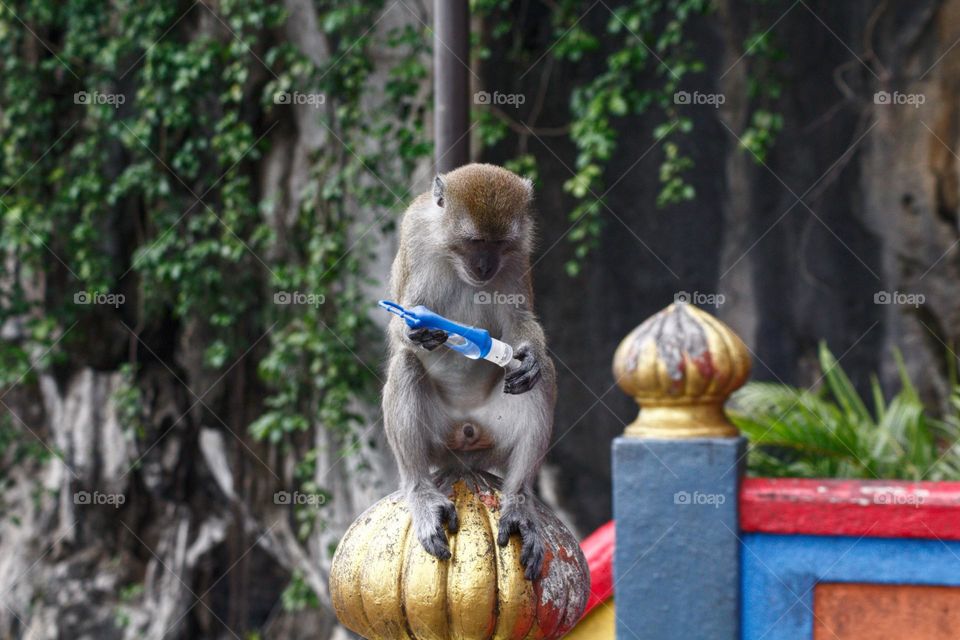 Monkey stole a hand sanitizer from a tourist and is trying to use it.