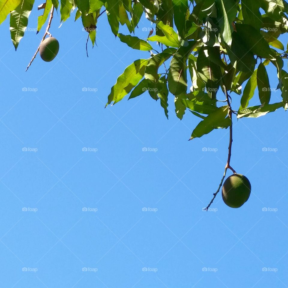 Mango fruit hanging from tree branch against blue sky