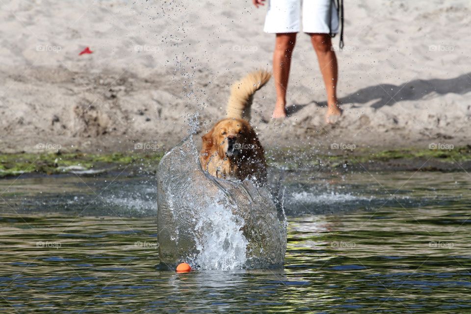 golden retriever jumping in the water