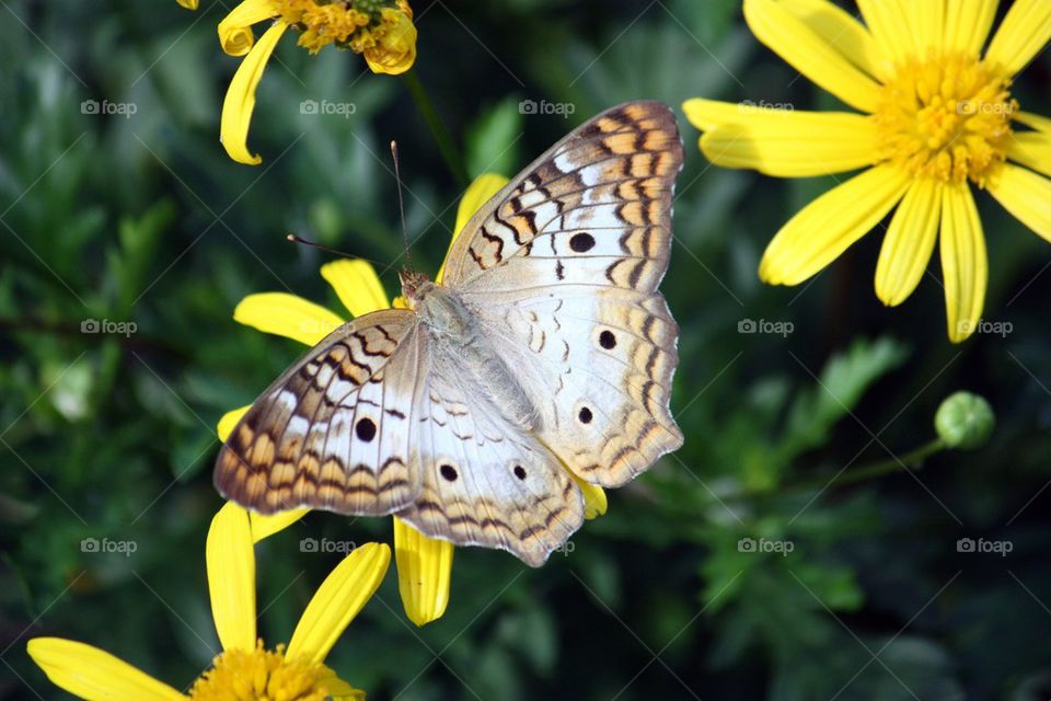 Butterfly with yellow flowers