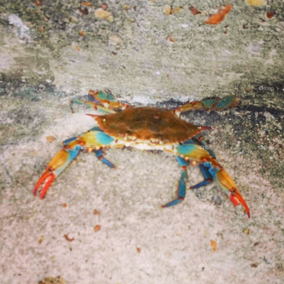 Crab, Crustacean, Invertebrate, Sea, Ocean