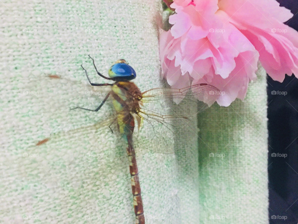 Dragonfly with flower