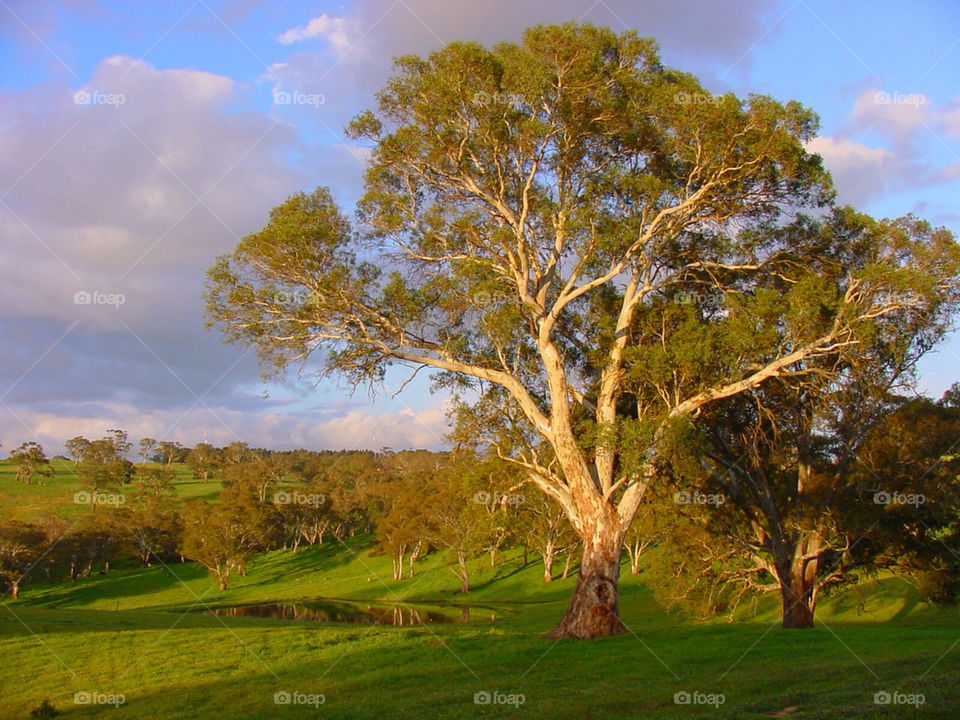 green grass tree pond by kshapley