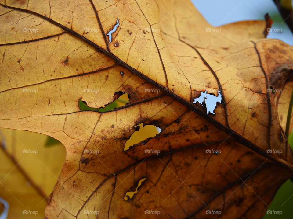 Leaf, Fall, Tree, Flora, Maple