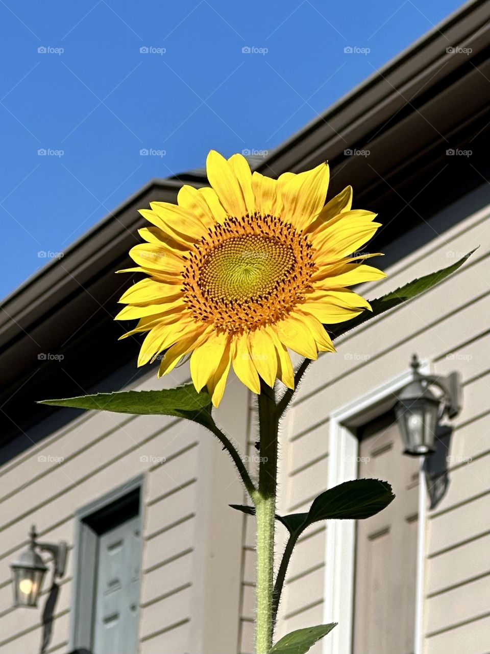 Big bright wild sunflower growing in suburban backyard summer sunny weather blooming nature flowers