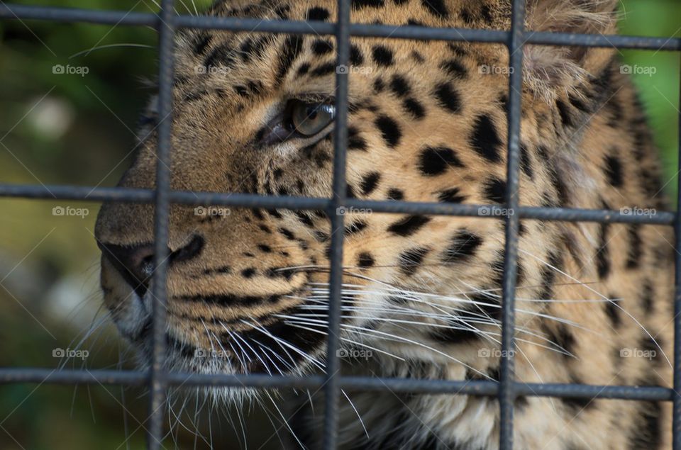 Leopard behind the bars