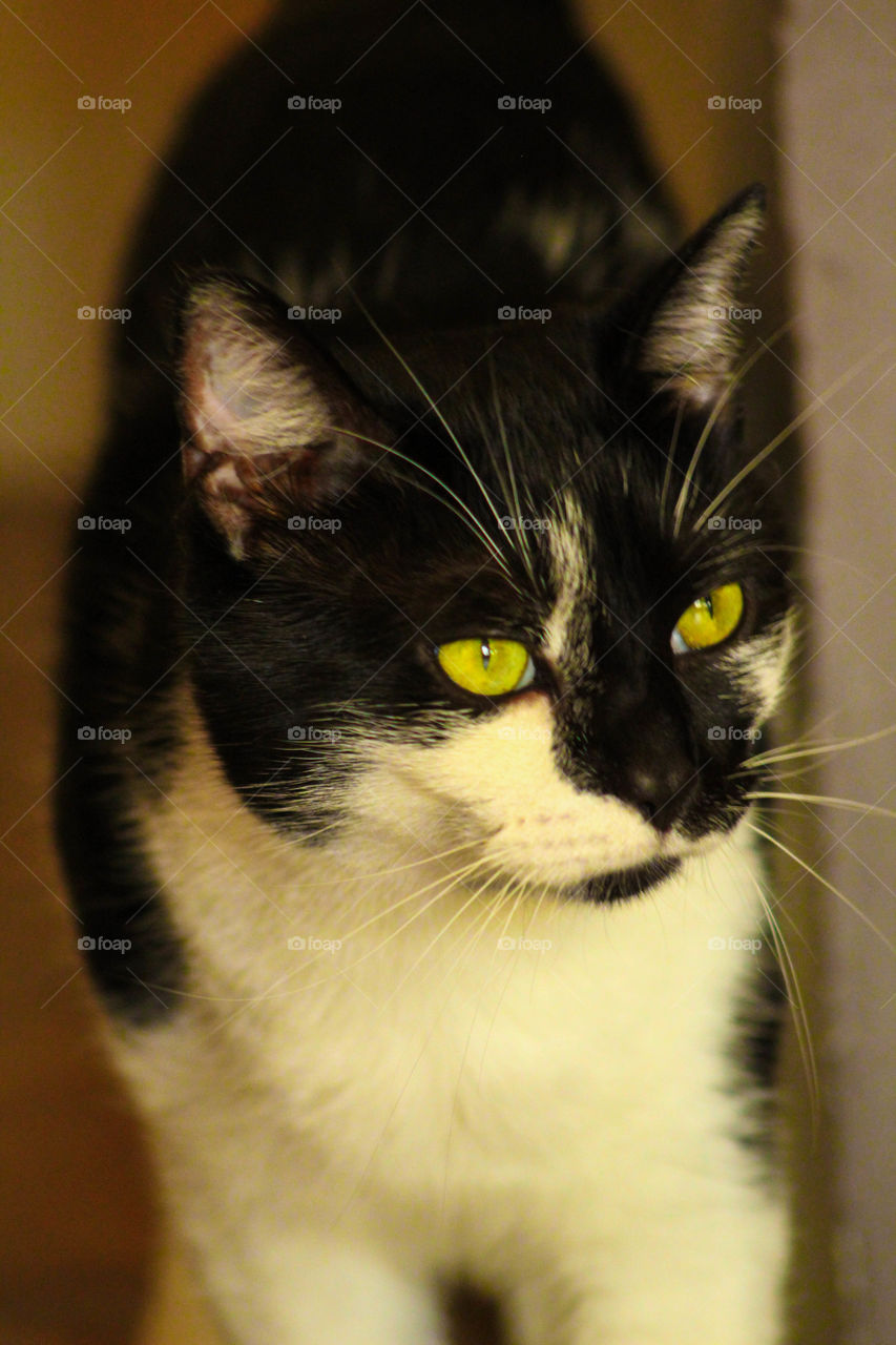 A curious black and white cat strolls through the room slowly