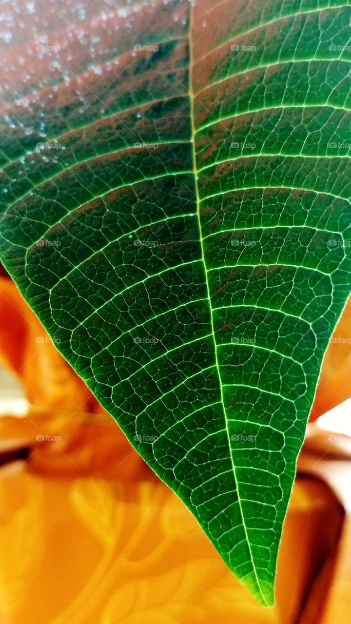 Poinsettia Leaf - Close Up