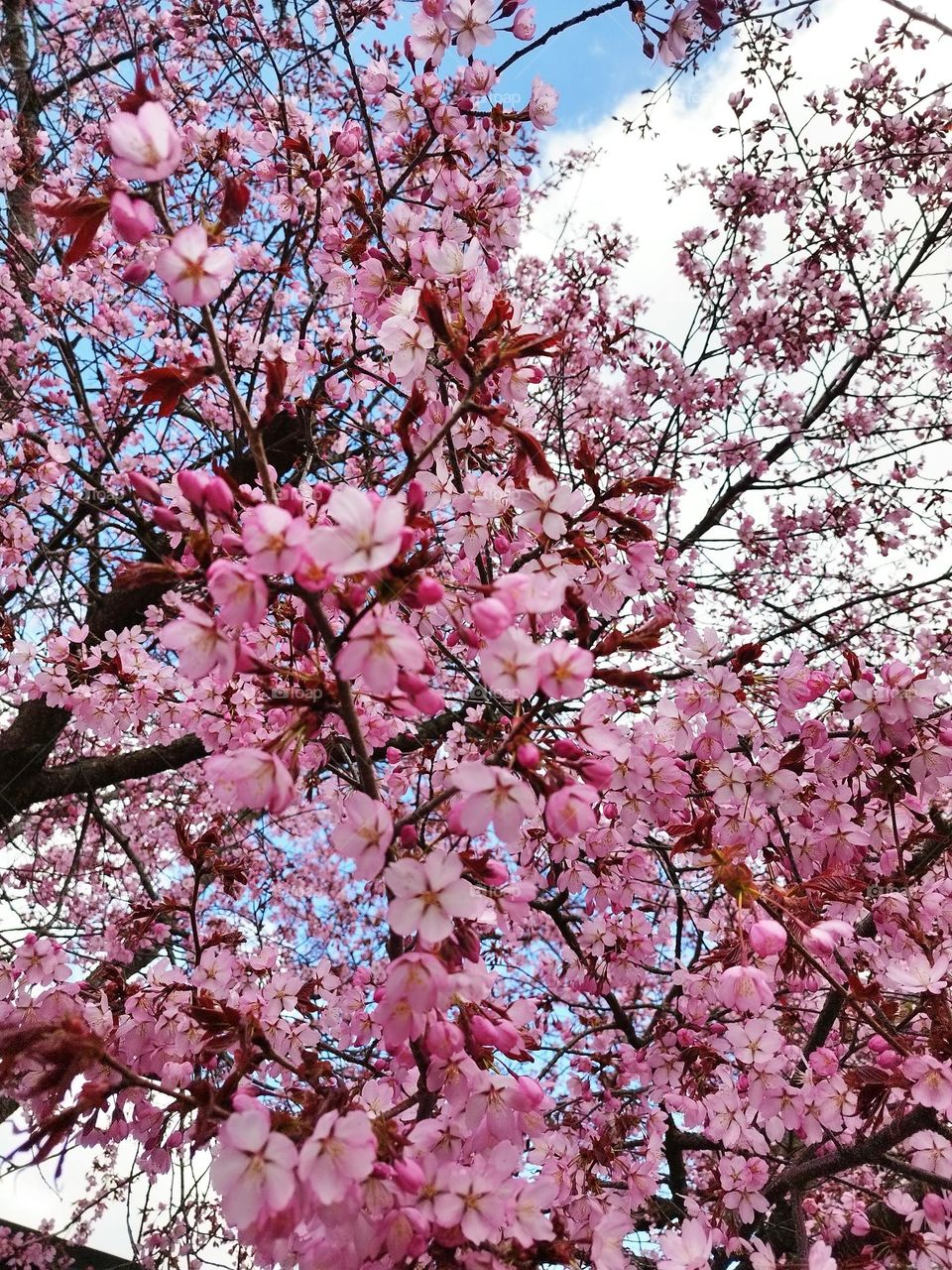 #spring#bloom#cherrytree#blossom