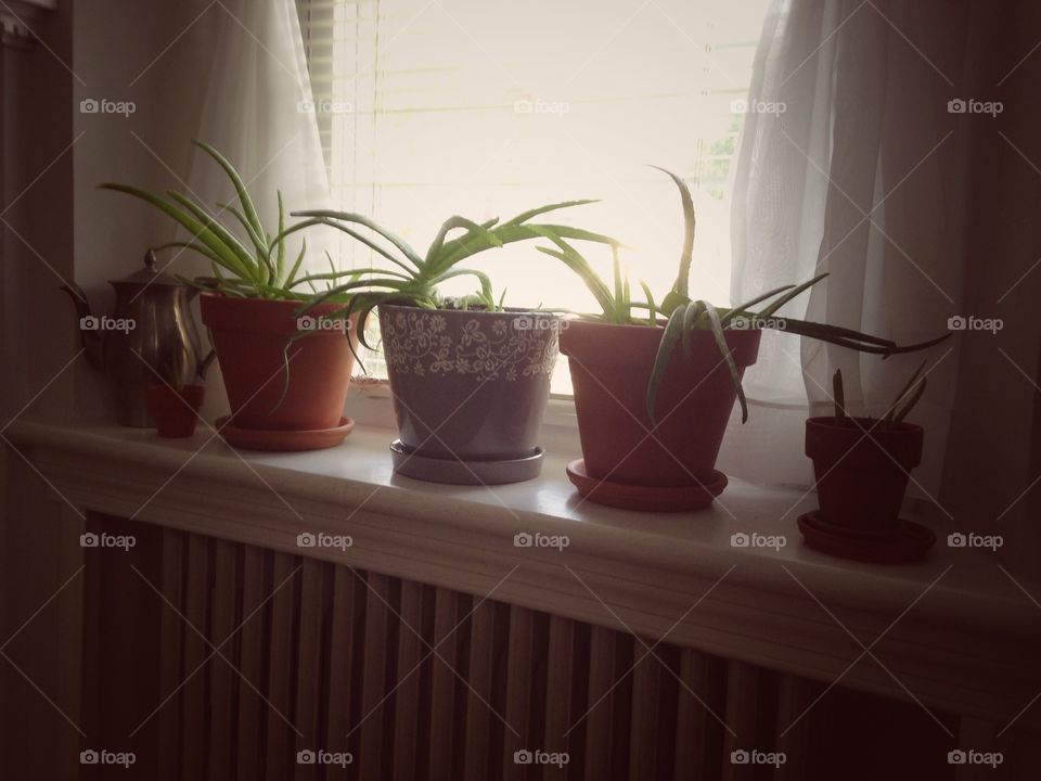 Plants in sunny window