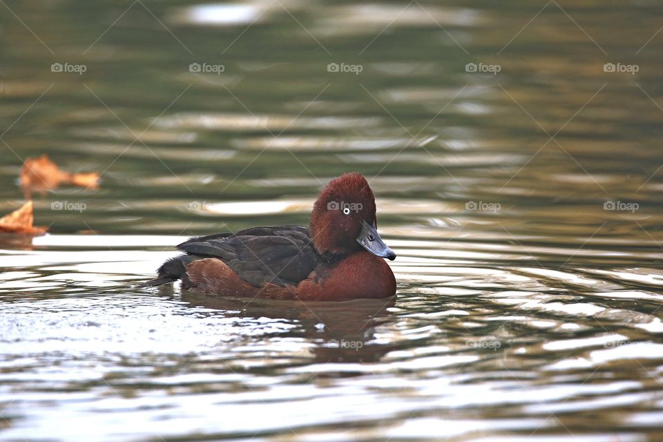 moretta tabaccata anatidae