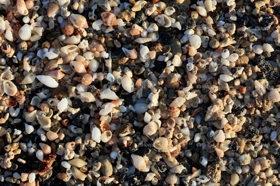 Beautiful shells on Elafonissi beach Creta island Greece summer feeling traveling with friends amazing nature therapy summer mood positive vibes wonderful time hustling daydreaming naturalism crystal waters paradise bay area