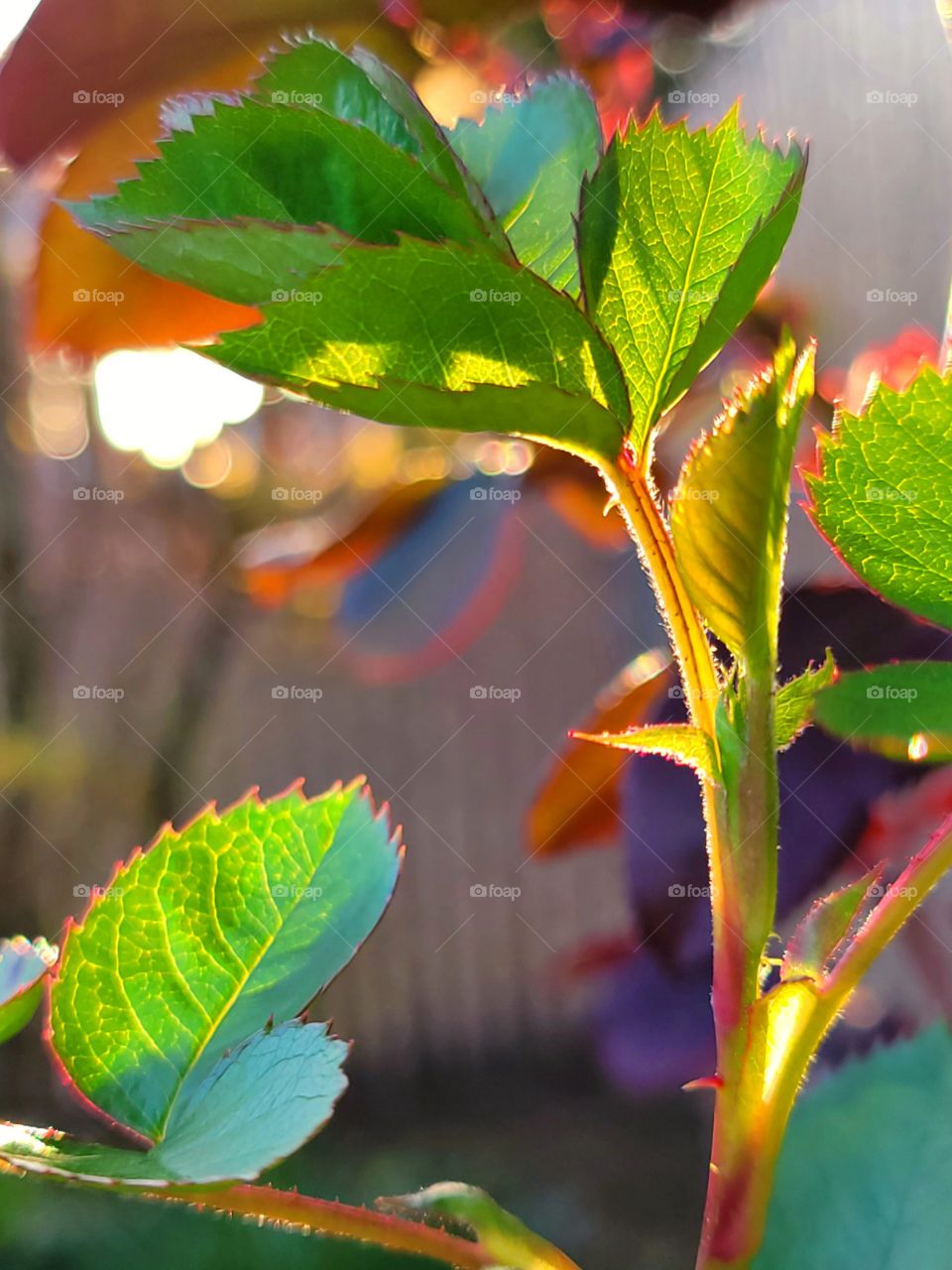 Spring Rose leaves in the sunset