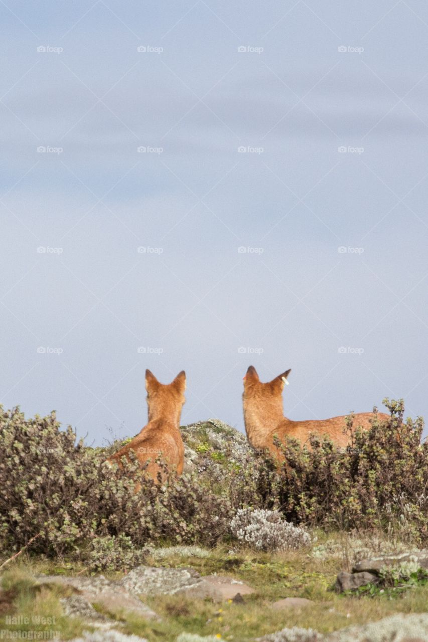 Ethiopian wolf 3