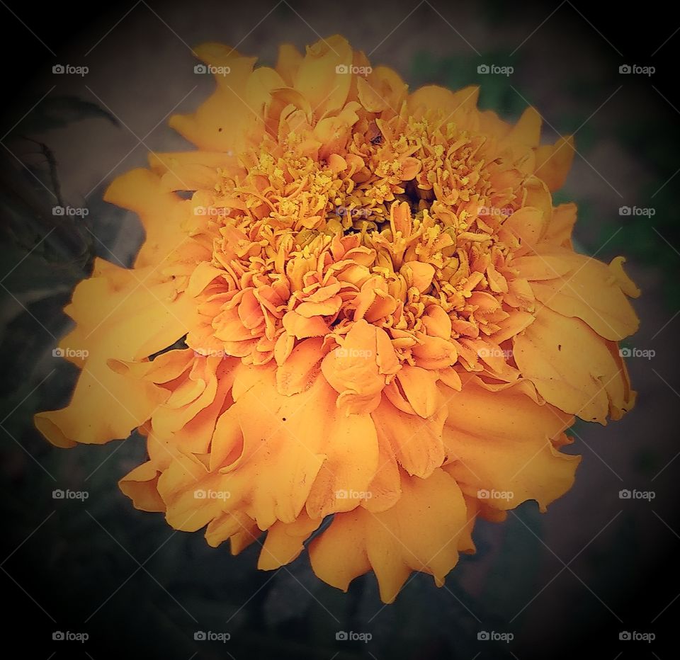 marigold