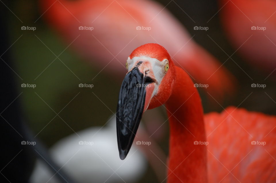 flamingo