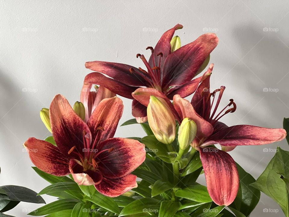 Beautiful red flowers 
