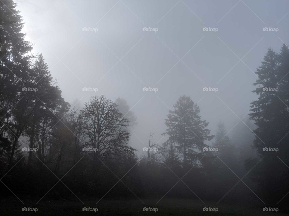 Fog, Tree, Mist, Landscape, Winter