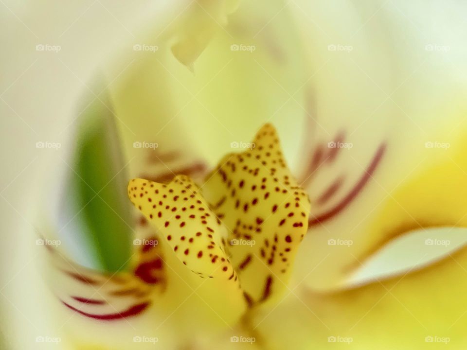 Orchid in macro, plant, flower