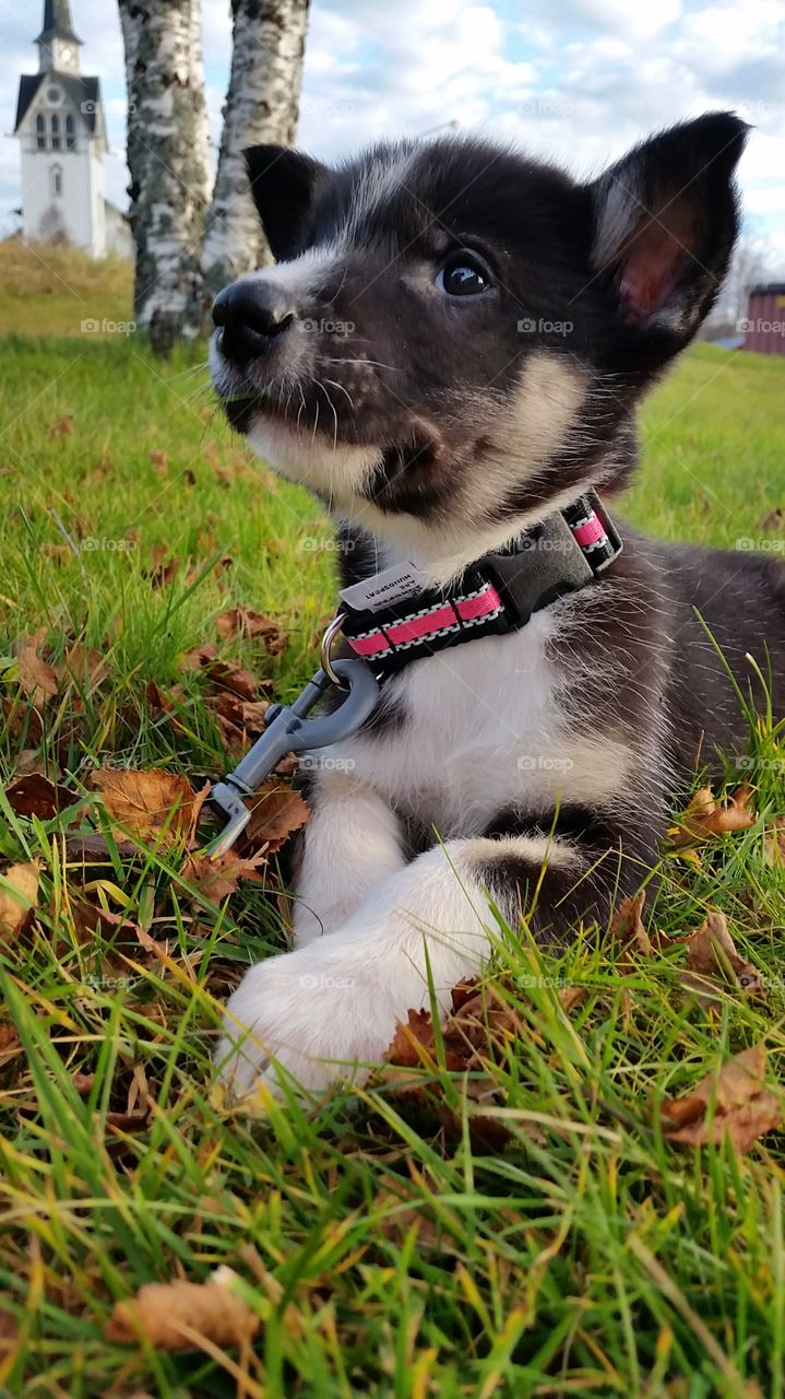 A happy dog!