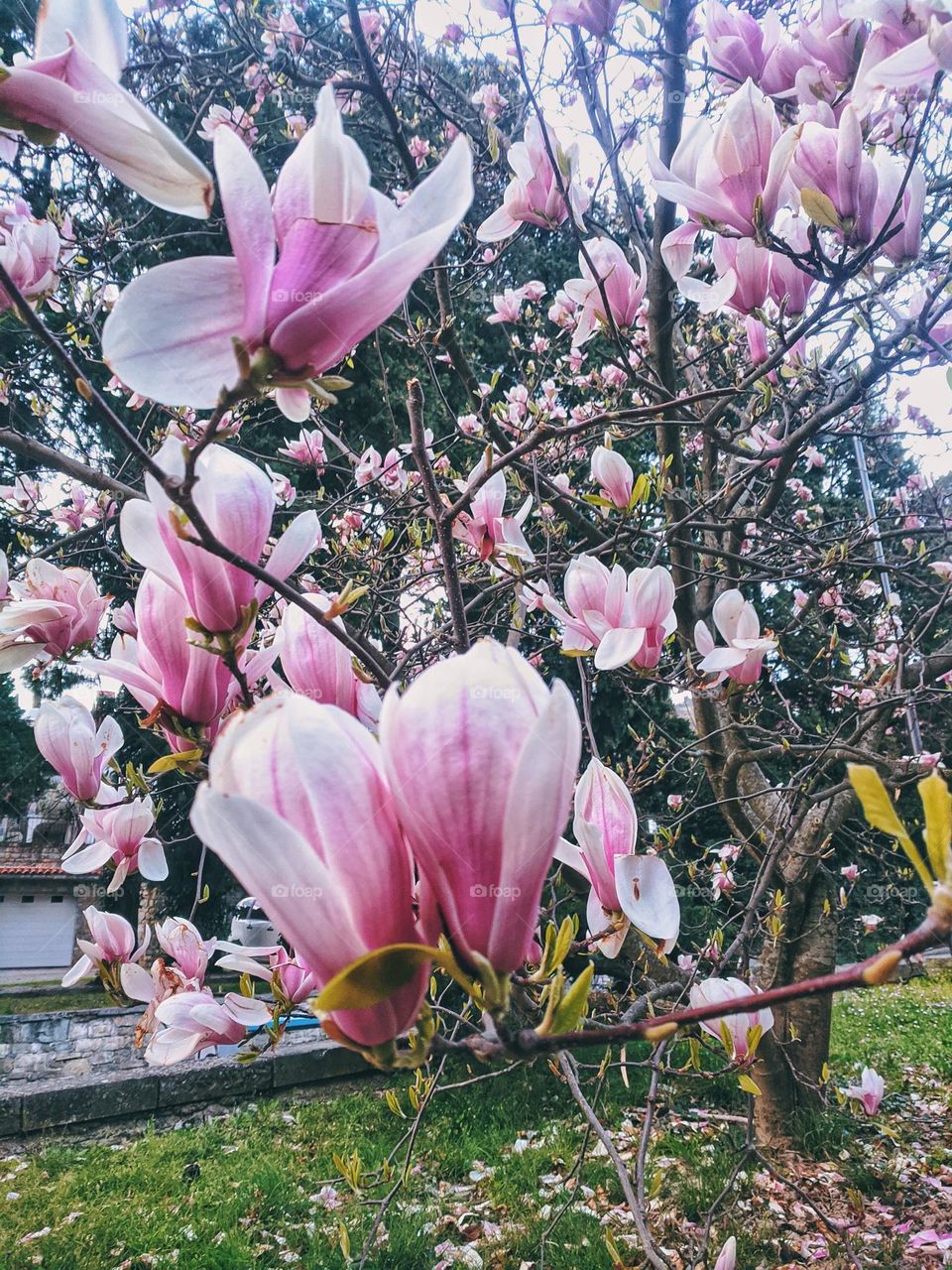 Branch with blooming pink flowers of magnolia tree close up. spring time