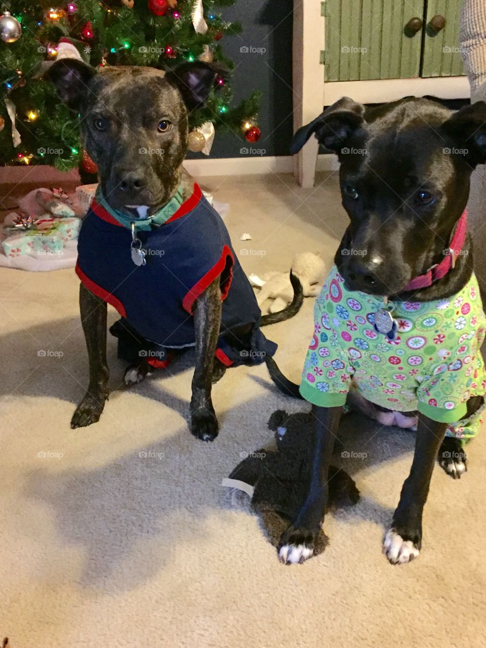 Puppies in their Christmas pajamas