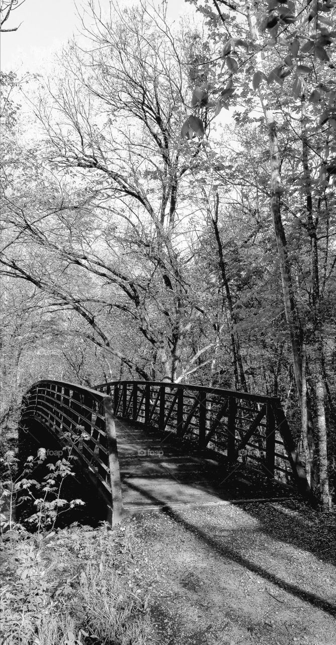 Minnesota forest bridge