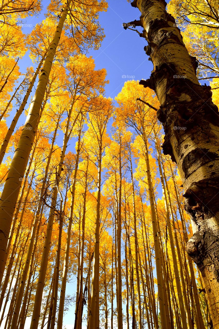 Looking up at the sky through Aspen trees