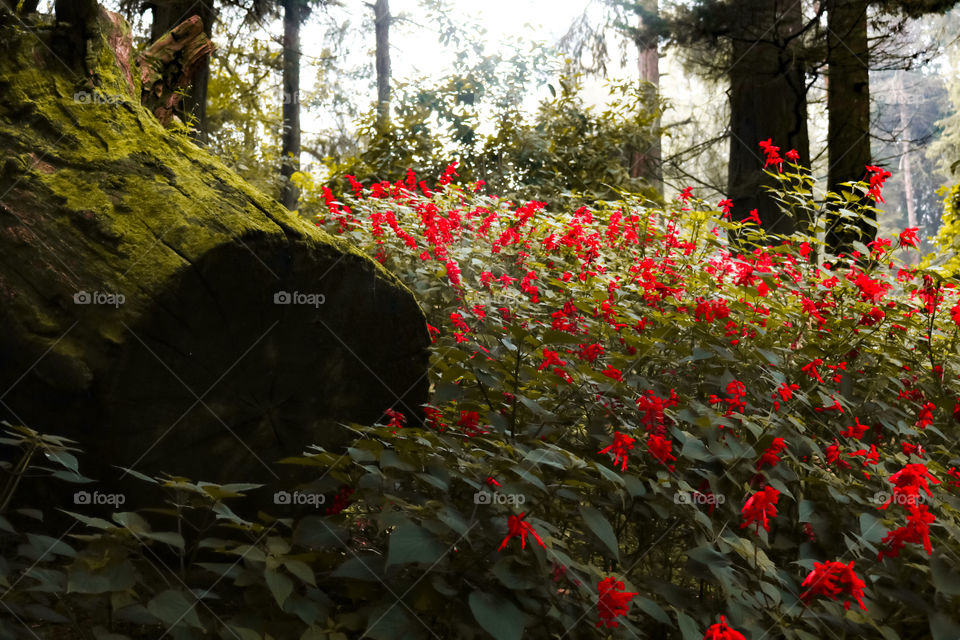 red flower wood